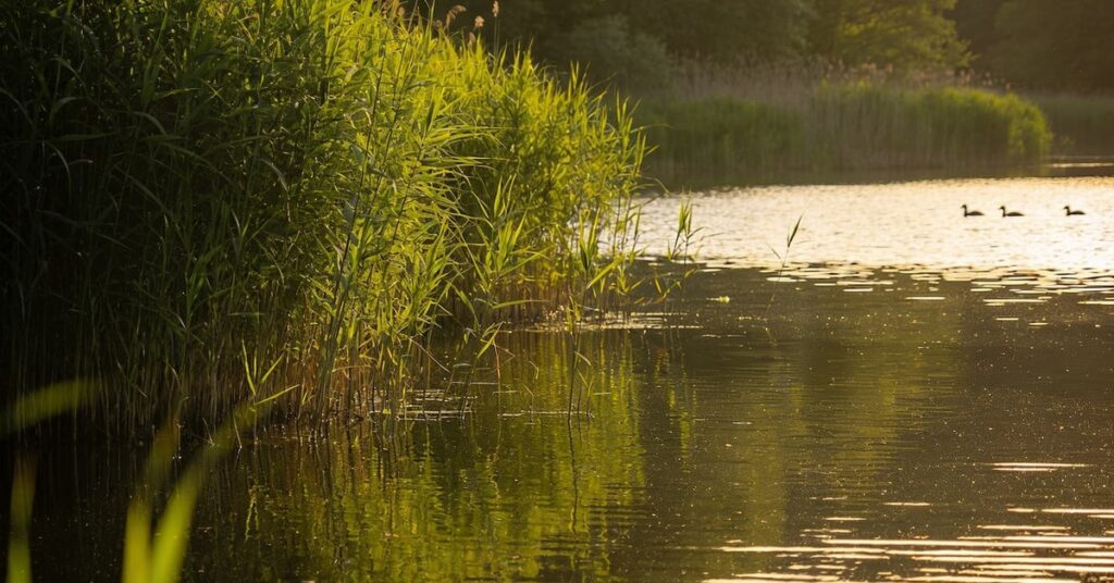 Wuhleteich: Ein idyllisches Naturparadies in Berlin entdecken